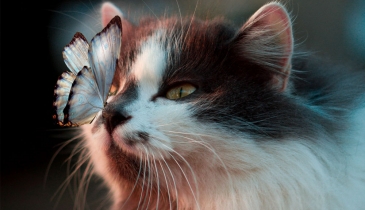 Is vulnerability a weakness or strength?